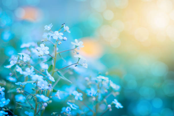istock Blooming Veronica Officinalis flower. Shallow depth of field 821275118