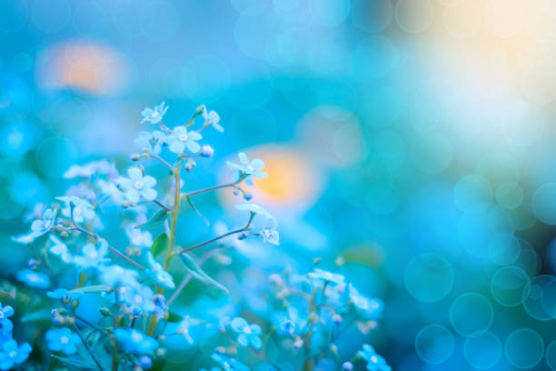 istock Blooming Veronica Officinalis flower. Shallow depth of field 821275158