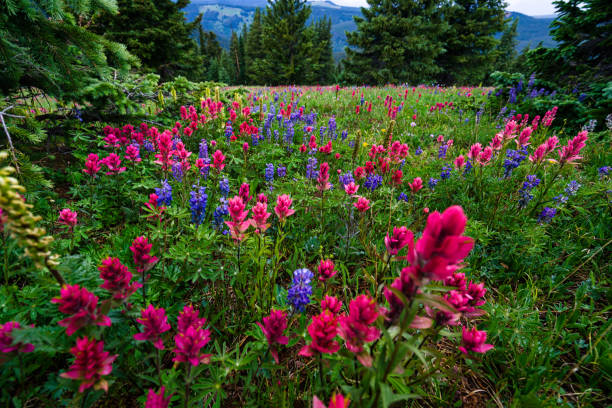 istock Wildflower Mountain Meadow with Explosion of Color 821275776