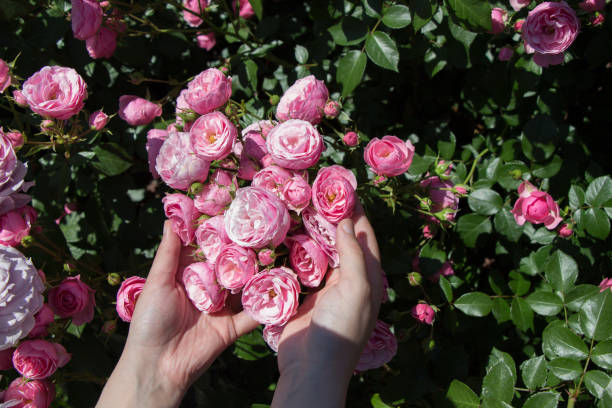 istock Beautiful fresh roses in hand 821278838