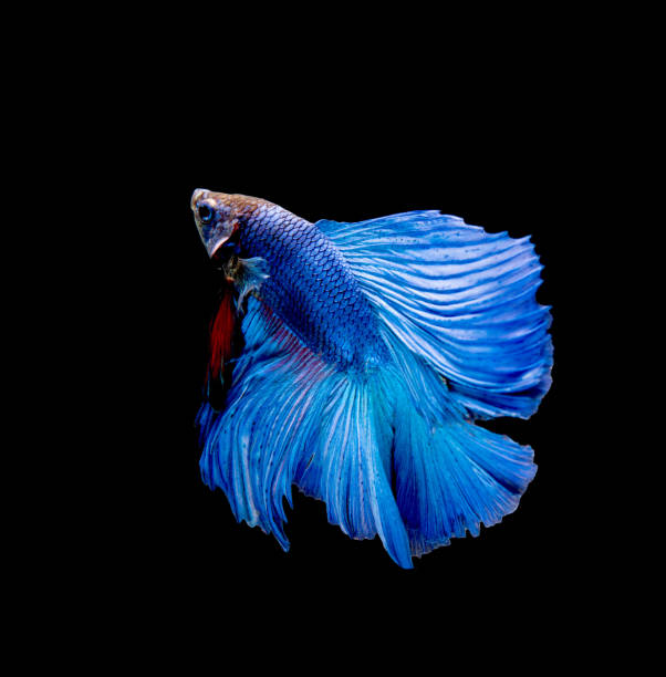istock Betta fish, siamese fighting fish, betta splendens isolated on black background 821281368