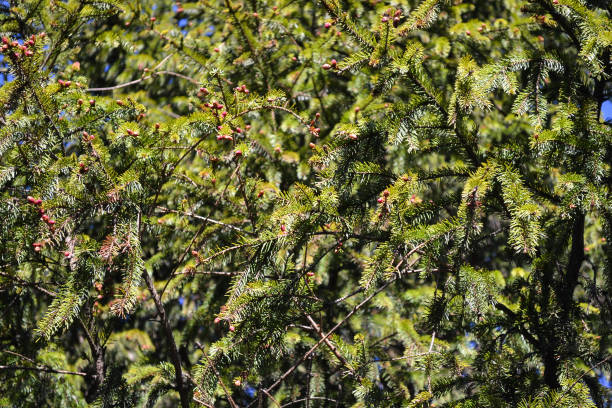 istock Branch of pine with cones against the blue sky 821281490