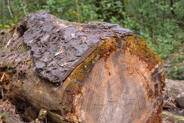 istock Old logs felled large trees, forgotten in the woods 821281578