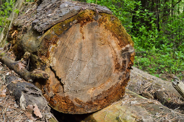 istock Old logs felled large trees, forgotten in the woods 821281580