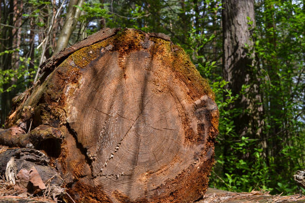 istock Old logs felled large trees, forgotten in the woods 821281626
