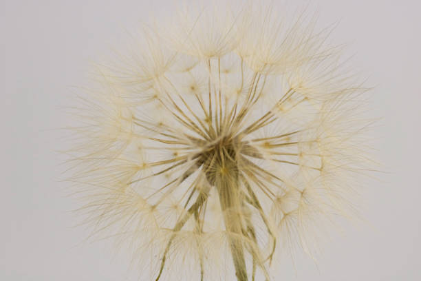 istock close up of dry dandelion isolated 821281874