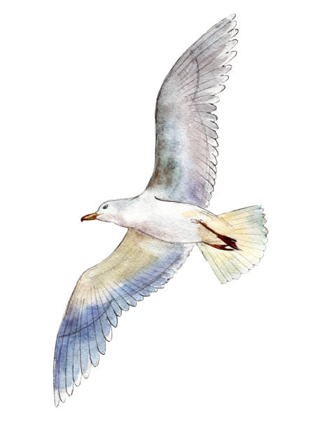 акварель чайка изолированы на белом фоне, нарисованная вручную иллюстрация. - herring gull stock illustrations