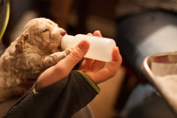 istock feeding a puppy with a bottle 821282344