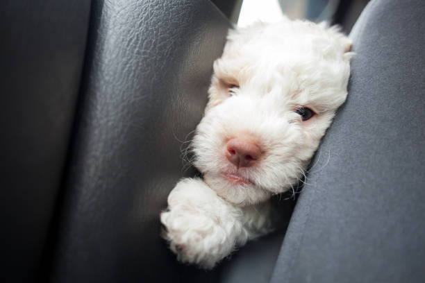 lagotto romagnolo puppy looking from the back seat of a car lagotto romagnolo puppy looking from the back seat of a car lagotto romagnolo stock pictures, royalty-free photos & images