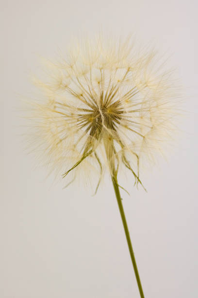 istock dry dandelion isolated on clear background 821282714