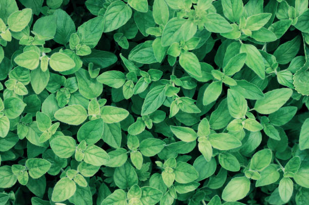 istock Green dark basil herb plant leaves top view 821283054