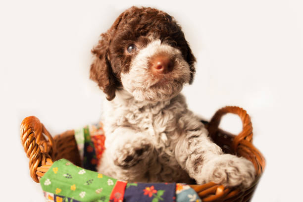 cute lagotto romagnolo puppy in the basket cute lagotto romagnolo puppy in the basket lagotto romagnolo stock pictures, royalty-free photos & images