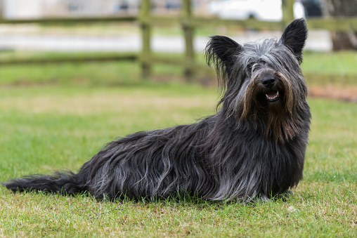 Portrait of a rare Skye Terrier sitting in a field looking at the camera