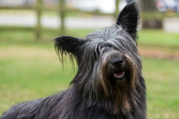 istock Portrait of Skye Terrier 821285322