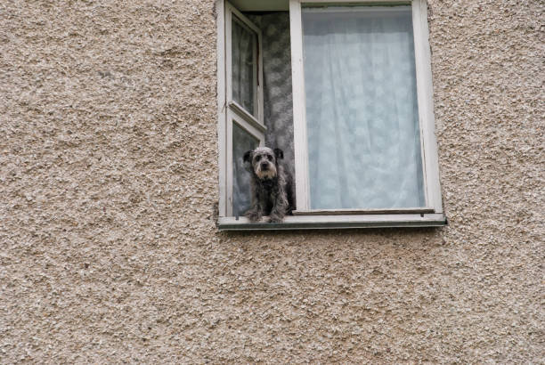 The dog watches from a window of a high-rise apartment building