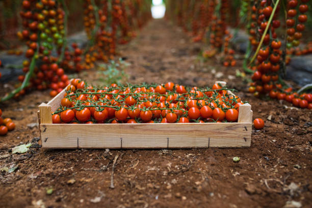 istock box of bunches cherry tomatoes  in greenhouse 821290404