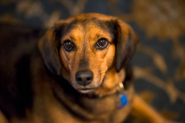 istock Sweet pensive dog looks at the camera 821291218
