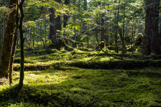 Foresta muschiata - foto stock