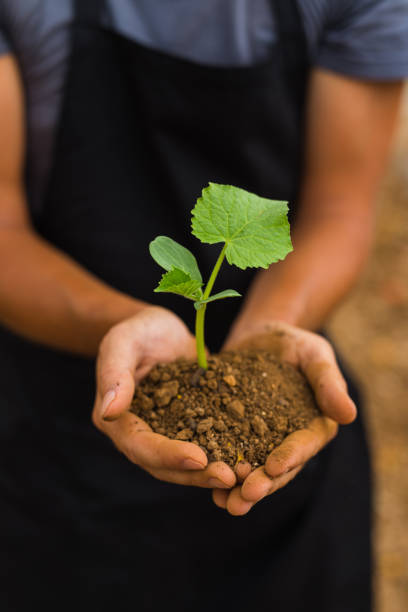 istock Human hands holding green small plant new life concept 821295846