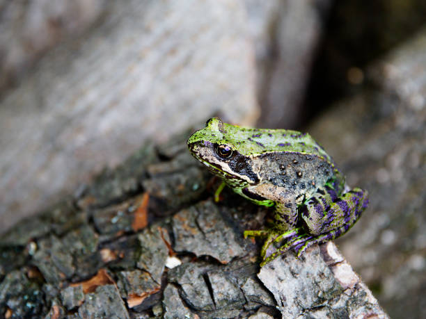 istock Anuran on the tree close up, macro 821299070
