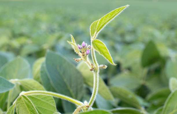 Close up photo of purple soy blossom stock photo