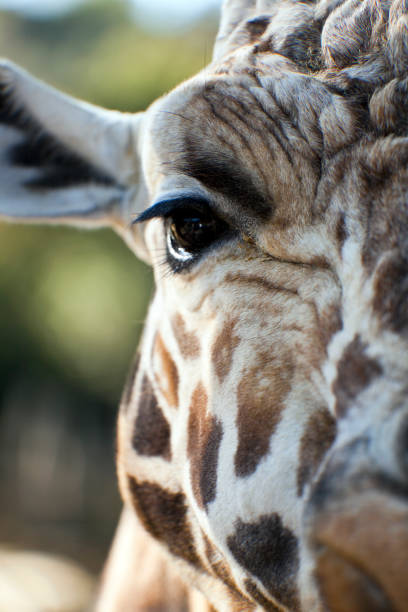 istock Giraffes in the Wild 821299560