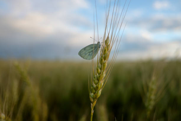 White butterfly on the ears of wheat on a summer evening