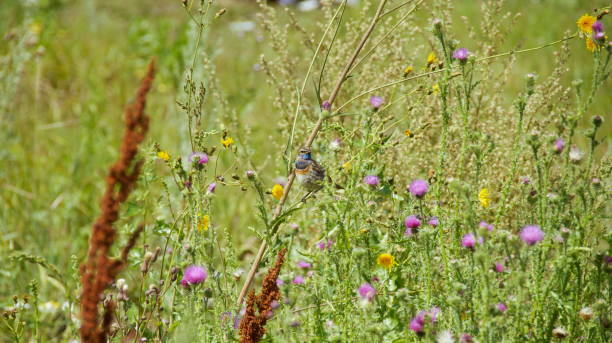 istock Birdie Bluethroat among the grass 821304026