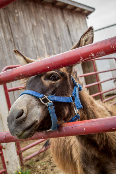 istock Cute donkeys looks at the camera. 821305574