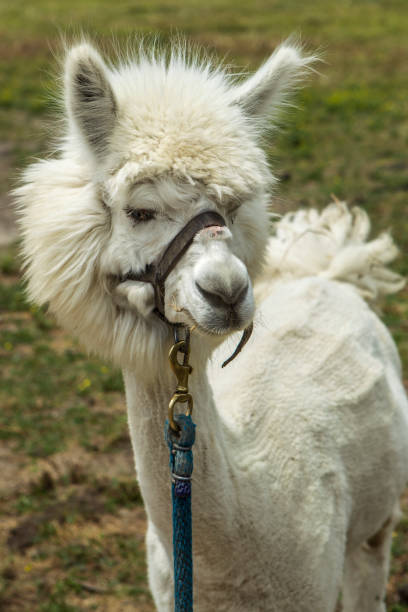 istock Closeup of cute alpaca. 821305600