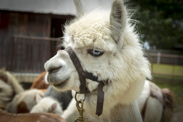 istock Extreme closeup of alpaca. 821305618