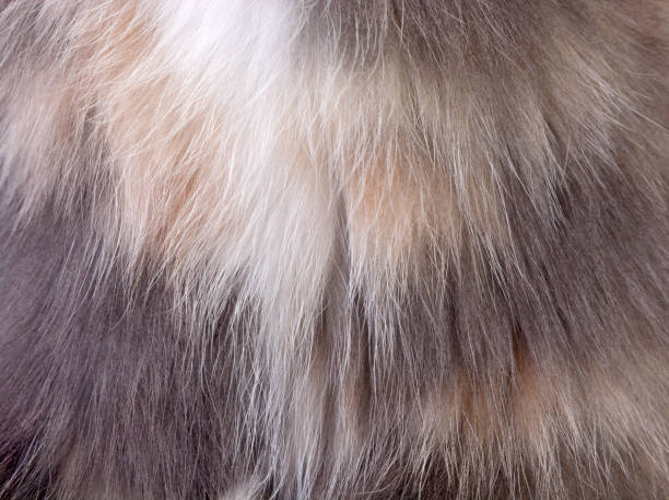 istock image of animal wool closeup 821308174