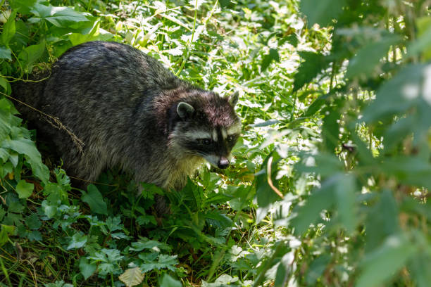 istock North American raccoon 821308580
