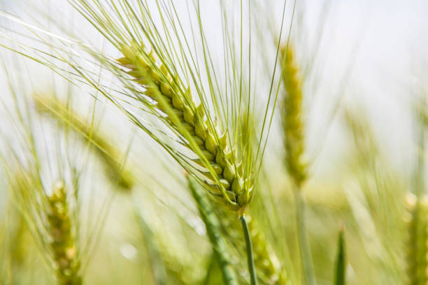 istock Green Wheat field Nature agriculture Landscape 821309046