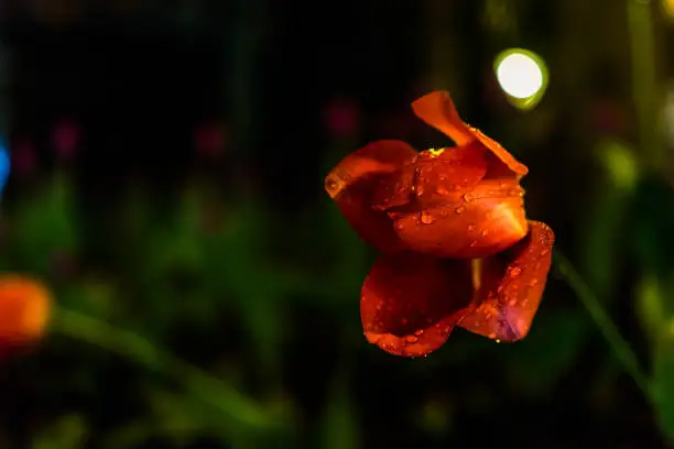 Macro closeup of orange red tulip with water drops from rain at night