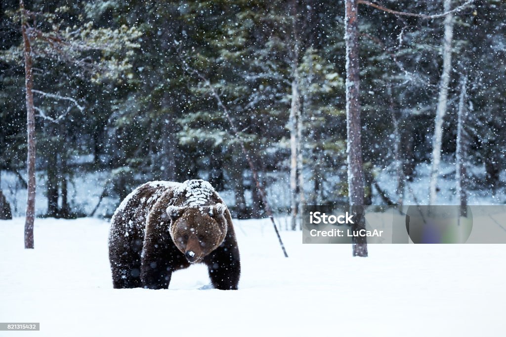 orso bruno che cammina nella neve - Foto stock royalty-free di Neve
