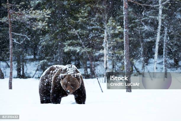 Orso Bruno Che Cammina Nella Neve - Fotografie stock e altre immagini di Neve - Neve, Animale, Orso grizzly