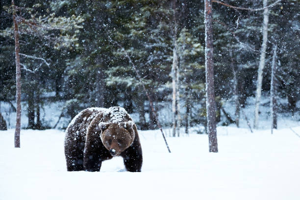 beautiful brown bear walking in the snow in Finland while descending a heavy snowfall