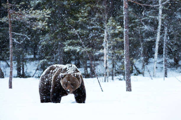 brown bear walking in the snow stock photo