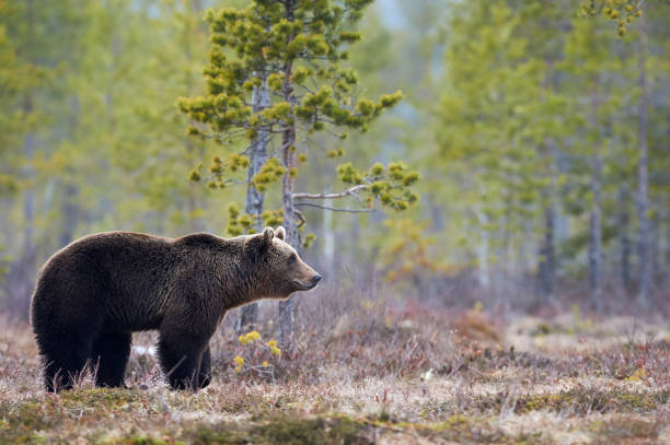 istock Brown bear in the taiga 821318190