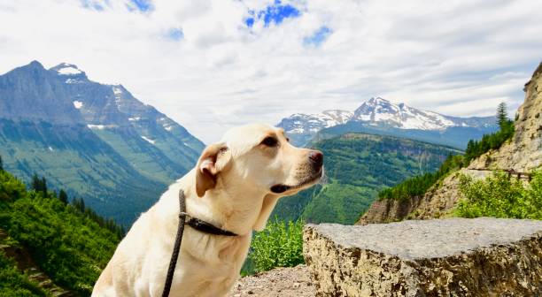 istock Labrador Retriever in Glacier National Park 821318194