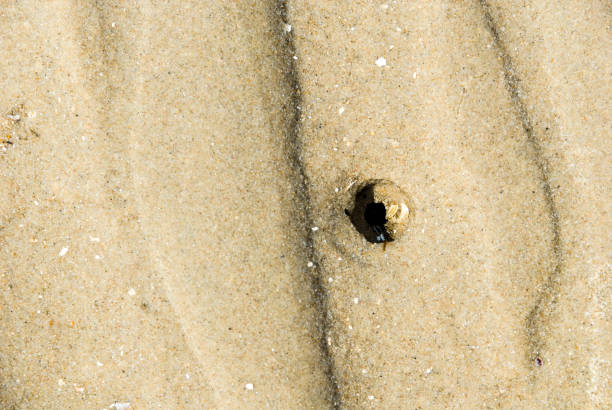 istock Burrow of a lug worm 821318432