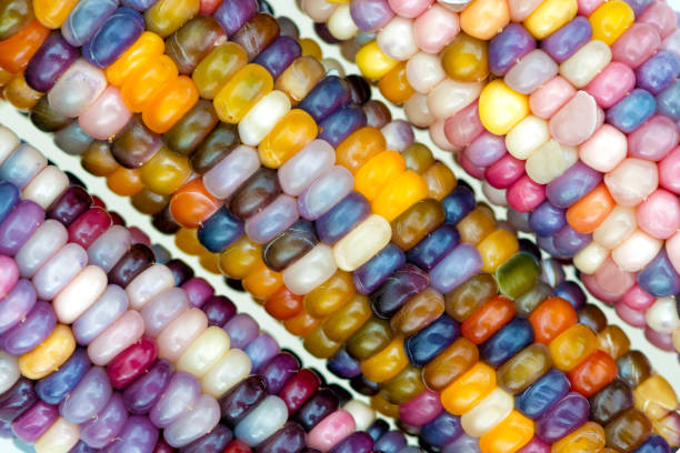 glass gem ears, unique variety of rainbow colored corn