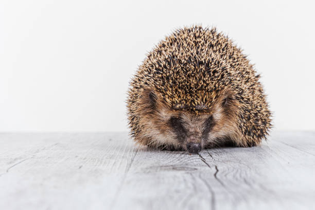 Sleeping curled up wild hedgehog on white,, nose,, eye sockets and one front paw visible
