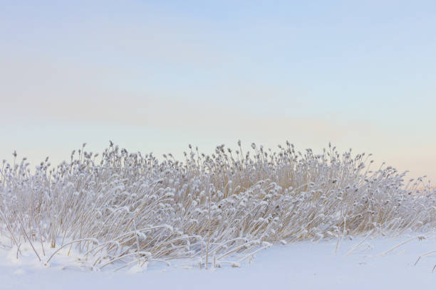 Reed covered with hoarfrost against the blue sky