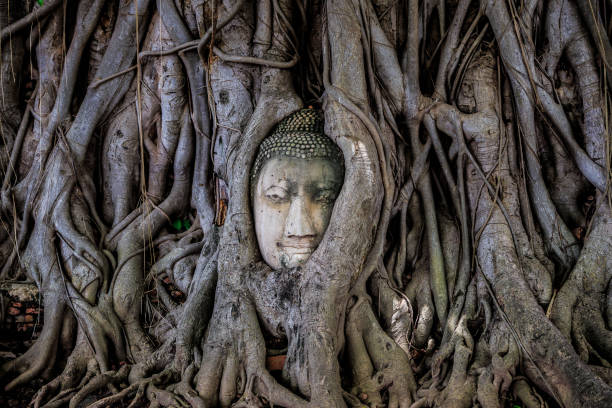 istock Head of Buddha statue in the tree roots 821321240