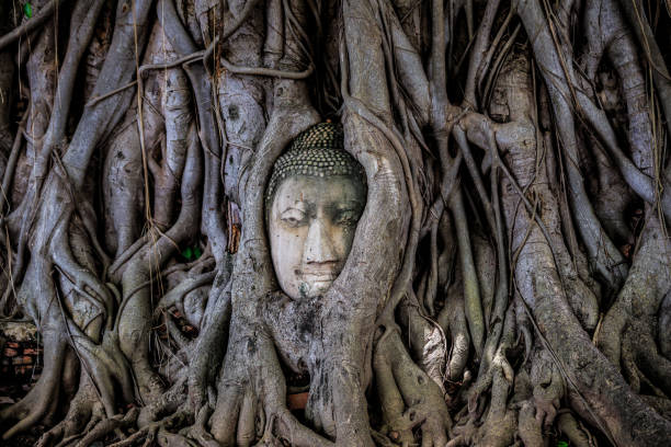 istock Head of Buddha statue in the tree roots 821321536