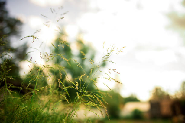 istock Spring or summer abstract nature background with grass in the meadow and blue sky in the back 821322416