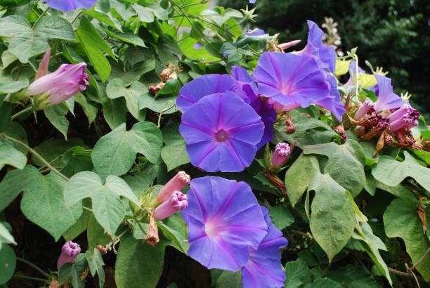 istock Ipomoea indica blue flowers blossom. 821322502