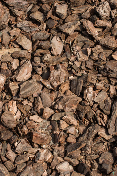 istock Background of brown natural tree bark mulch 821327106
